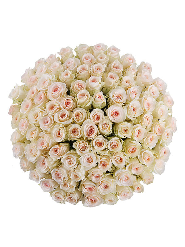 101 нежно-розовая роза сорта Сеньорита